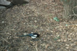 Yellow-billed magpie