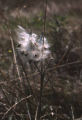 California milkweed