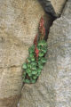 Alpine mountainsorrel