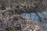 Beaver dam