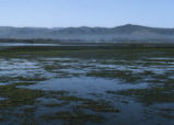 Morro Bay mud flats