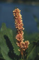 Longroot smartweed