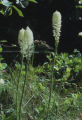 Common beargrass