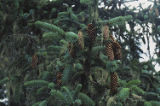 Sitka spruce
