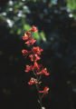 Scarlet larkspur
