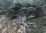 Monterey cypress