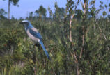 Florida scrub jay