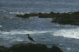 Whimbrel