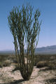 Ocotillo