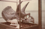 Triceratops fossil