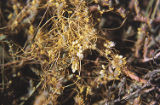 Saltmarsh dodder growing on Virginia glasswort
