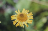 Sneezeweed
