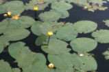 Varigated yellow pond-lily