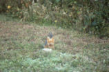 Island gray fox