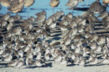 Least sandpipers and western sandpipers