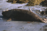 Northern elephant seal