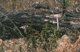 Island bush monkeyflower