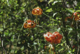 Leopard lily