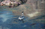 Western grebe
