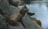 Sea lion