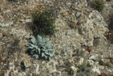 Santa Barbara Island buckwheat and Emory's rockdaisy