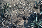 California kangaroo rat burrow