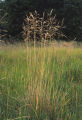 Tufted hairgrass