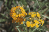 Sanddune wallflower