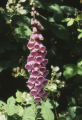 Purple foxglove