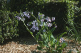 Virginia bluebells