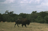 American bison