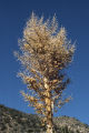 Parry's beargrass