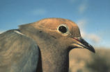 Mourning dove
