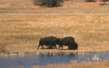 American bison