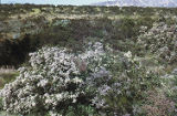 Hairy ceanothus