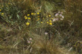 Oregon gumweed and aster