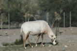 Arabian oryx