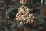 California milkweed