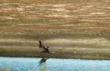 Double-crested cormorant