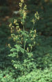 Meadow-rue