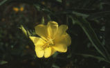 Hooker's evening primrose