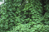 Kudzu