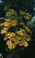 Giant coreopsis