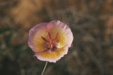Plummer's mariposa lily