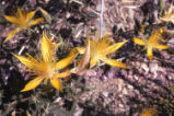 Smoothstem blazingstar