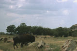 American bison