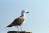 Heermann's gull
