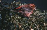 Red crossbill
