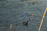 Horned grebe