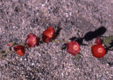 Desert globemallow